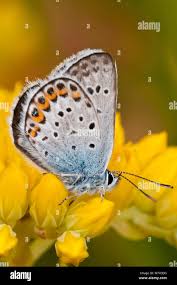 Attēlu rezultāti vaicājumam “Plebejus argus”