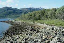 Attēlu rezultāti vaicājumam “Conioselinum tataricum”