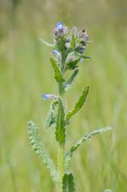 Attēlu rezultāti vaicājumam “Anchusa arvensis”