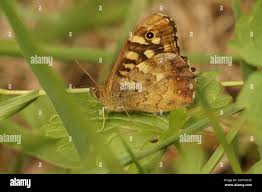Attēlu rezultāti vaicājumam “Pararge aegeria underside”
