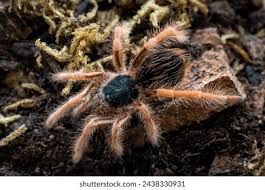 Attēlu rezultāti vaicājumam “Schistidium robustum”