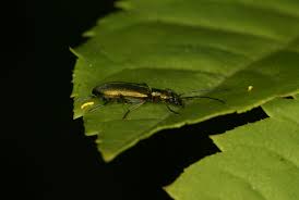 Attēlu rezultāti vaicājumam “Chrysanthia geniculata”