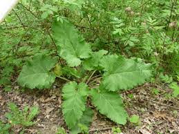 Attēlu rezultāti vaicājumam “Arctium”