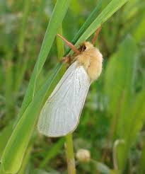 Attēlu rezultāti vaicājumam “Hepialus humuli male”