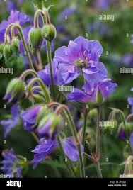 Attēlu rezultāti vaicājumam “Geranium pratense bud”