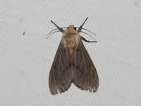 Attēlu rezultāti vaicājumam “Spilosoma sp.”