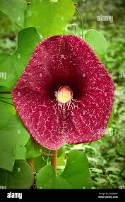 Attēlu rezultāti vaicājumam “Aristolochiaceae”