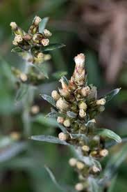 Attēlu rezultāti vaicājumam “Gnaphalium sylvaticum”