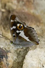 Attēlu rezultāti vaicājumam “Apatura iris”