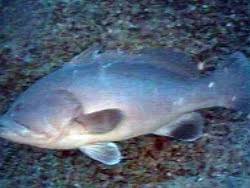 Image result for Hyporthodus quernus