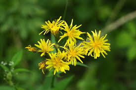 Attēlu rezultāti vaicājumam “Crepis paludosa flower”