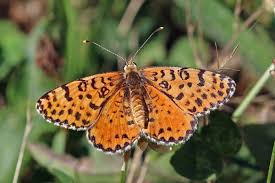 Attēlu rezultāti vaicājumam “Melitaea didyma male”