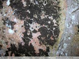 Attēlu rezultāti vaicājumam “Cystocoleus ebeneus”