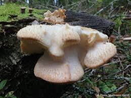 Attēlu rezultāti vaicājumam “Hericium cirrhatum”