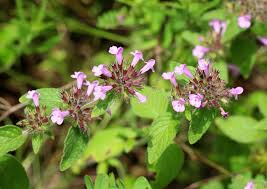 Attēlu rezultāti vaicājumam “Clinopodium vulgare leaf”