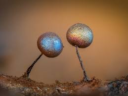 Attēlu rezultāti vaicājumam “Lamproderma violaceum”