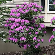 Attēlu rezultāti vaicājumam “rhododendron”