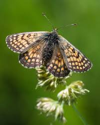 Attēlu rezultāti vaicājumam “Melitaea cinxia underside”