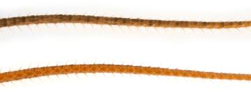 Attēlu rezultāti vaicājumam “Mythimna turca”