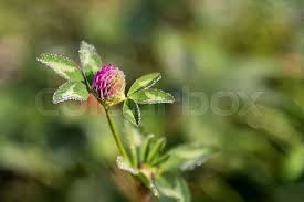 Attēlu rezultāti vaicājumam “Trifolium pratense flower”
