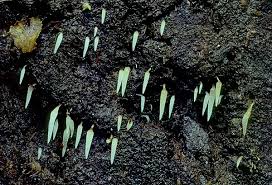 Attēlu rezultāti vaicājumam “Mucronella”