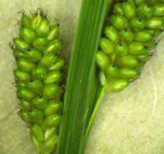 Attēlu rezultāti vaicājumam “Carex pallescens”