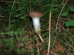 Attēlu rezultāti vaicājumam “Gomphidius glutinosus”