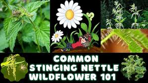 Attēlu rezultāti vaicājumam “Urtica dioica flower”