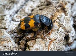 Attēlu rezultāti vaicājumam “Nicrophorus investigator imago”