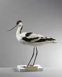 Attēlu rezultāti vaicājumam “Recurvirostra avosetta”