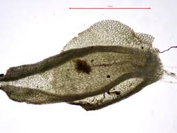 Attēlu rezultāti vaicājumam “Jungermannia sphaerocarpa”