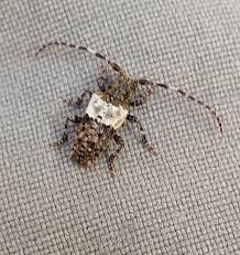 Attēlu rezultāti vaicājumam “Pogonocherus hispidulus”