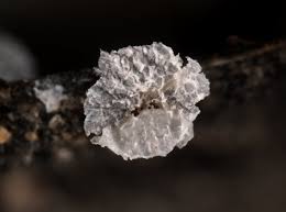 Attēlu rezultāti vaicājumam “Badhamia dubia macro”