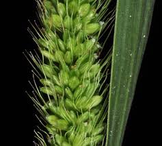 Attēlu rezultāti vaicājumam “Setaria viridis leaf”