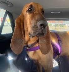 Image result for Carlisle BloodHounds