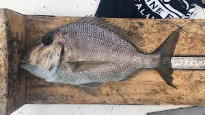 Image result for Calamus bajonado