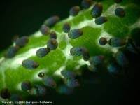 Attēlu rezultāti vaicājumam “Diachea leucopodia”