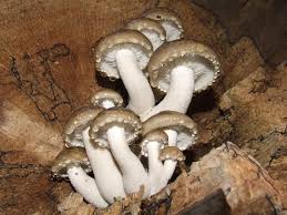 Attēlu rezultāti vaicājumam “Hypsizygus ulmarius”