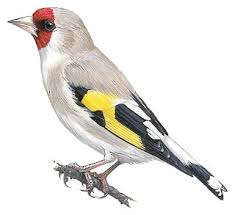 Attēlu rezultāti vaicājumam “Carduelis carduelis”