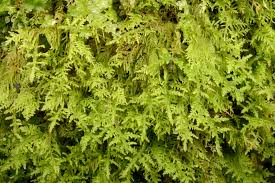 Attēlu rezultāti vaicājumam “Thuidium assimile”