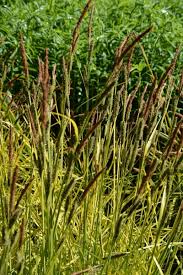 Attēlu rezultāti vaicājumam “Carex elata”