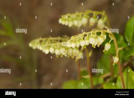 Attēlu rezultāti vaicājumam “Orthilia secunda flower”