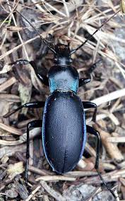 Attēlu rezultāti vaicājumam “Carabus violaceus”