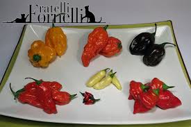 Afbeeldingsresultaat voor red fratali hot pepper