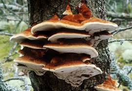 Attēlu rezultāti vaicājumam “Inonotus rheades”