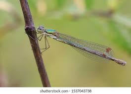Attēlu rezultāti vaicājumam “Lestes dryas female”