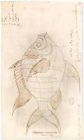 Image result for Eugerres plumieri