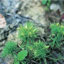 Attēlu rezultāti vaicājumam “Contarinia petioli”