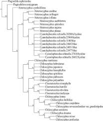 Attēlu rezultāti vaicājumam “Chiloscyphus polyanthos sporophyte”