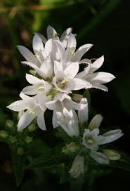Attēlu rezultāti vaicājumam “Campanula cervicaria flower”